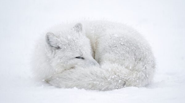 Arctic Fox Snowstorm Desktop Wallpaper